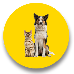 Collection image for: Mascotas
